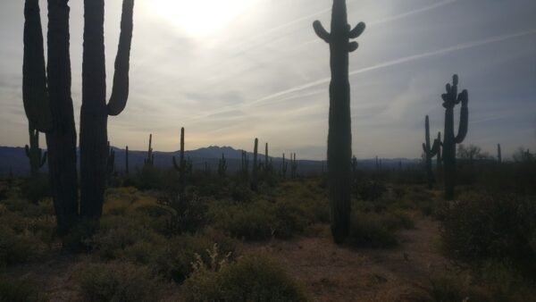 Saguaro